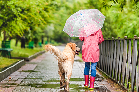 Everything You Need To Know About Walking Your Dog In The Rain