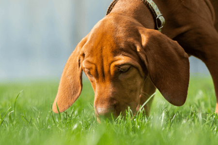 Springtime Allergies in Pets: Symptoms and Treatments