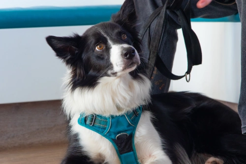 visiting the vet cushings disease in dogs symptoms and treatment advice