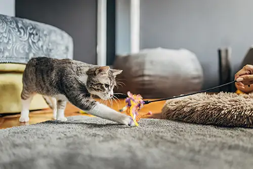 Stimulating a cat with interactive play