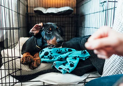 Crate Training: Tips for dog owners