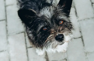 5 Common Eye Conditions in Dogs