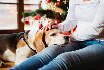 The best products you need for your senior pet this Christmas