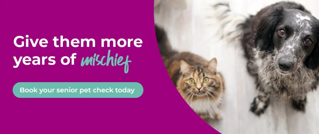 Vets in Ilford, Essex | Vets in East London | Vets in Goodmayes