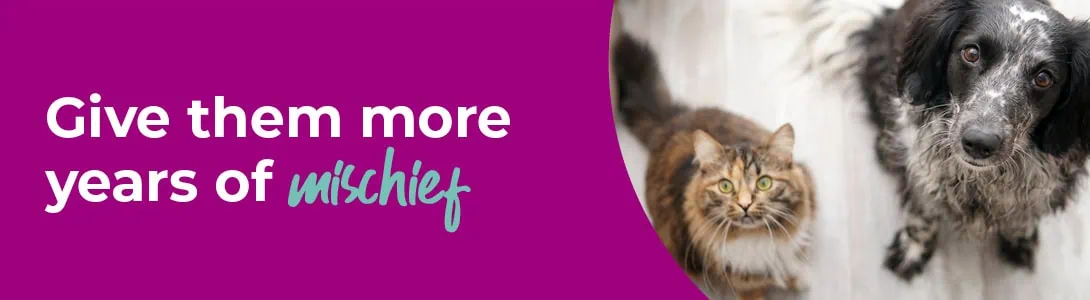 Is your pet aged eight or above? Help them live happier and healthier lives in their later years with regular check ups