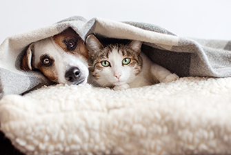 New Year Resolutions For Pet Owners 