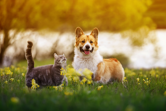 Common allergies in pets (what to look out for)