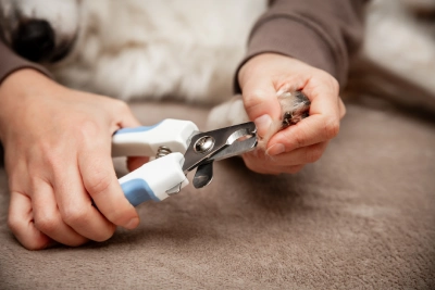 Guillotine clippers tips on clipping your pets paws