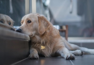 How stress and anxiety can affect your pet's health | Animal Ark Vets
