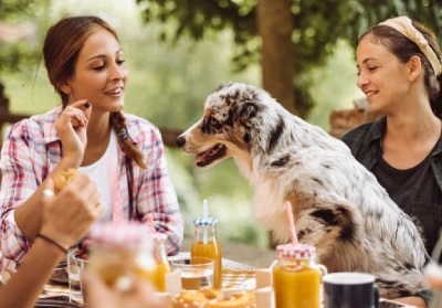 Poisonous Foods for Dogs | What Food Contains Xylitol | Animal Ark Vets