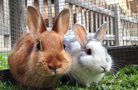 Rabbit Dental Care in Ilford