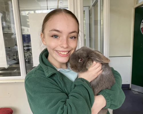 ilford vets christmas hazards for rabbit cat dog