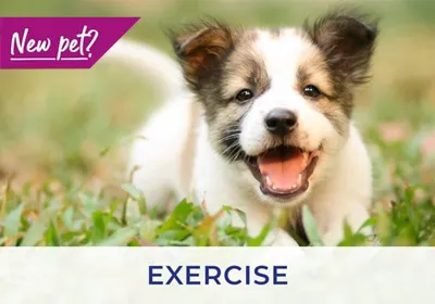 Exercising your puppy and kitten