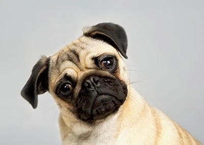 A Pug - An example of BOAS dog