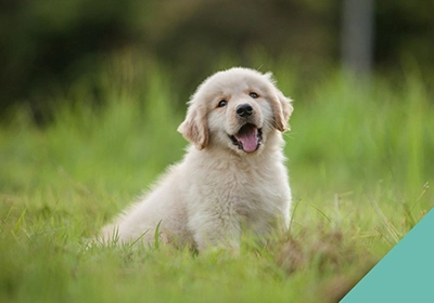 Starting your puppy off right!