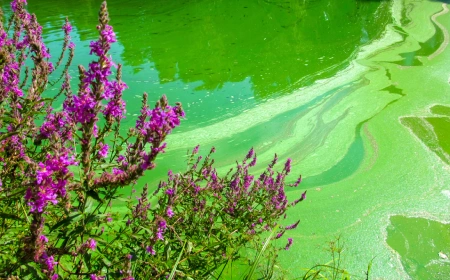content image blue green algae poisoning in dogs august