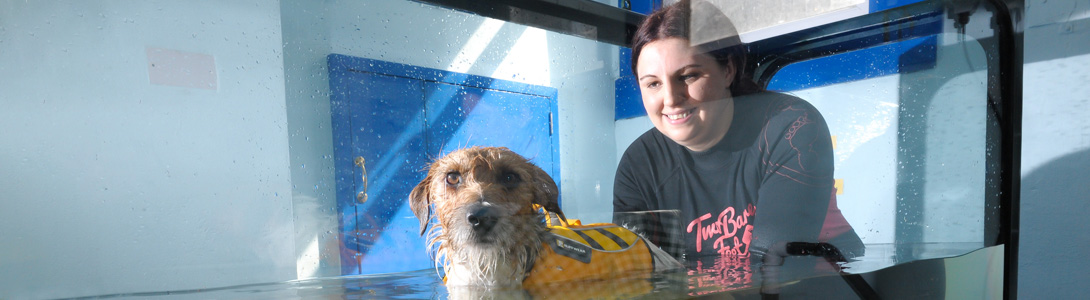 How to report a Lost or Found Pet