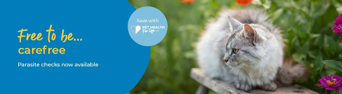 Tick, flea, and worm prevention for cats