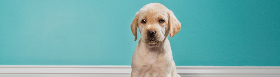 Puppy Parties in Ilford