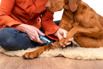nail grinders for dogs tips on clipping your pets paws