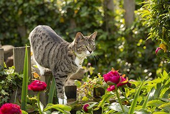 Lily poisoning: Protecting your pets from a hidden danger