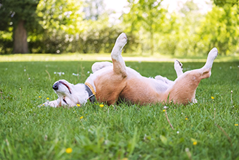 Essential summer safety tips for keeping your pets healthy and happy