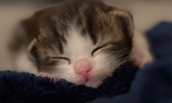 animal ark in ilford comes to the rescue after kittns abandoned on door kitten