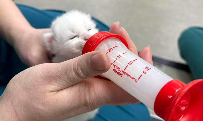 We come to the rescue as 9 kittens were abandoned at our practice in Ilford!