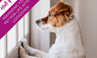 Preparing your pet for life after lockdown