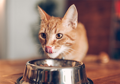 What’s Better for My Cat: Wet or Dry Food?