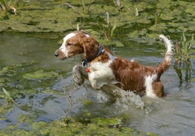 Danger in the deep: Blue-green algae and dog poisoning 