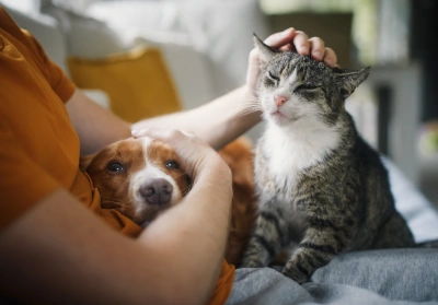 Taking care of your senior pet 