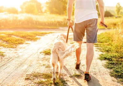 Tips for walking your dog during summer